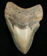 Inch Megalodon Tooth - Carolinas #4985-1